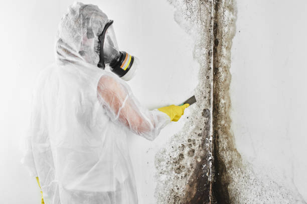 Best Attic Mold Remediation in Vernon Valley, NJ