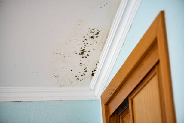 Best Crawl Space Mold Remediation in Vernon Valley, NJ