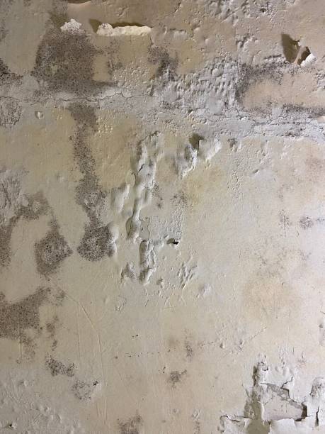 Best Post-Flood Mold Remediation in Vernon Valley, NJ