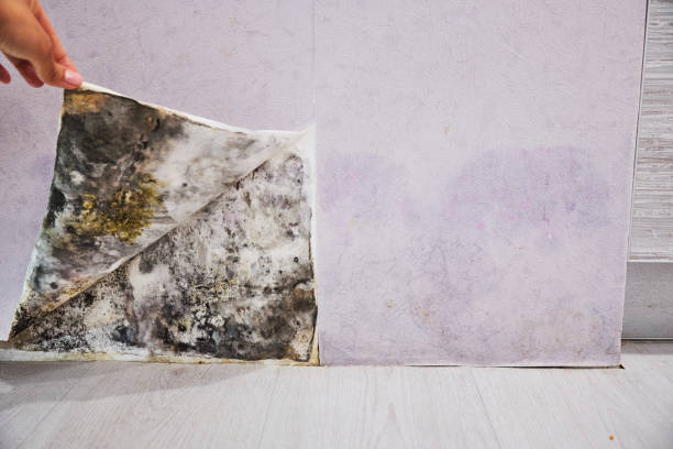 Best Residential Mold Remediation in Vernon Valley, NJ